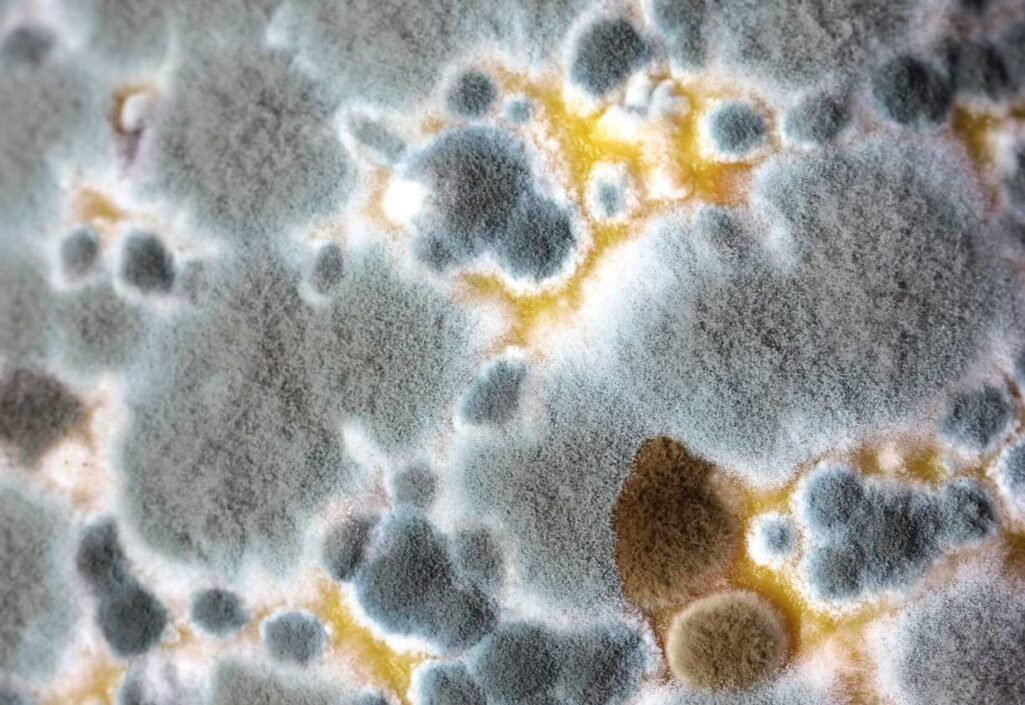 The-Dangers-Of-Mould-In-The-Home