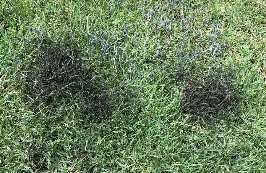 slime molds on artificial grass webp