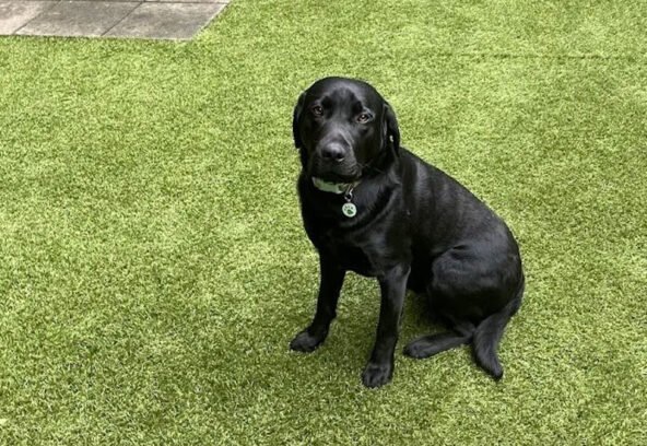 block-dog