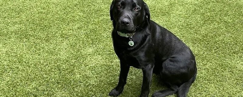 block-dog