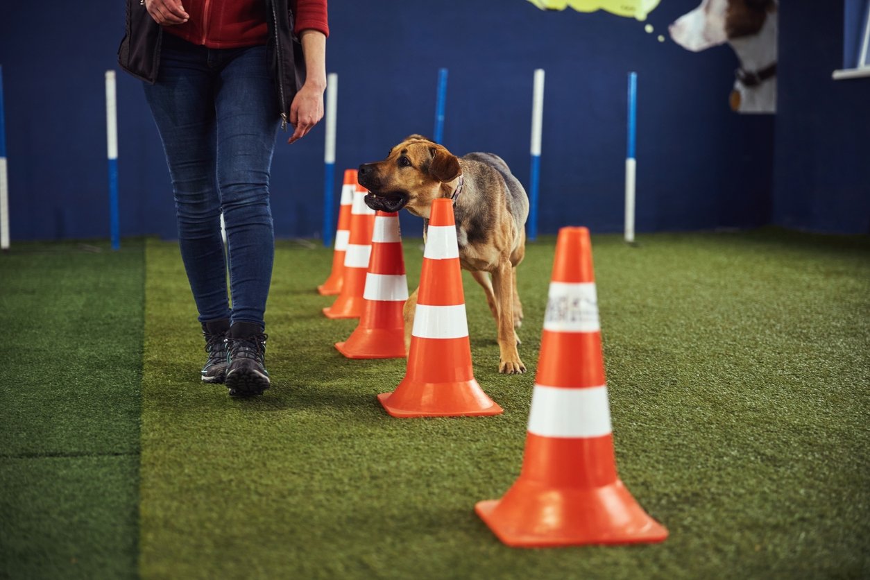 Why Pet Businesses Trust TurfGlo
